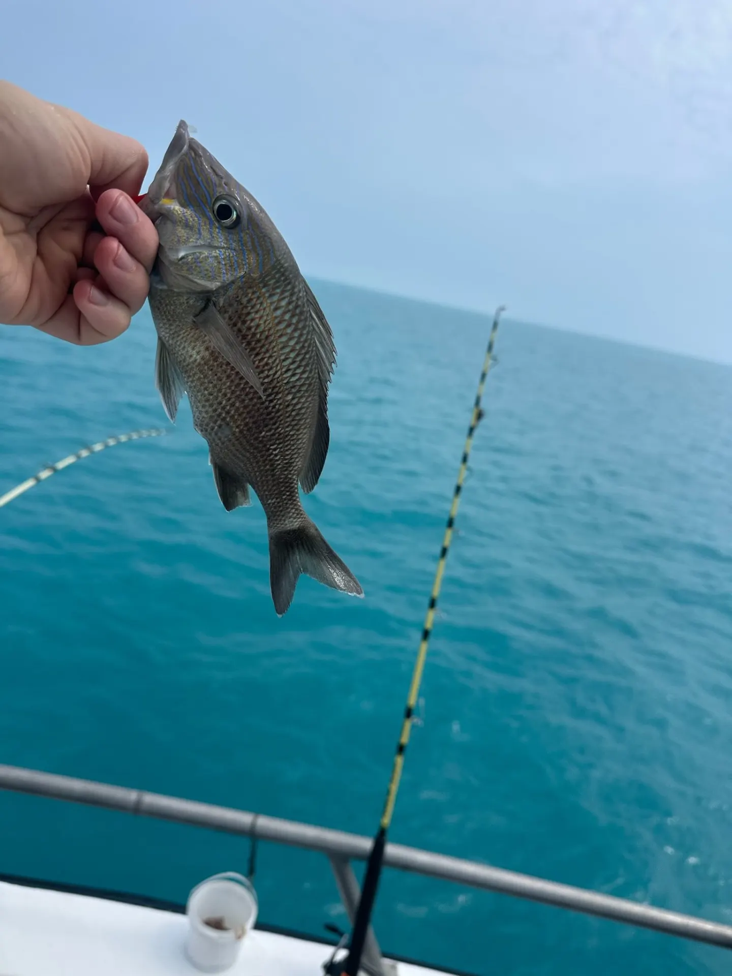 Angler holding a colorful white grunt caught on the Gulfstream party boat off Key West, December 14, 2025.