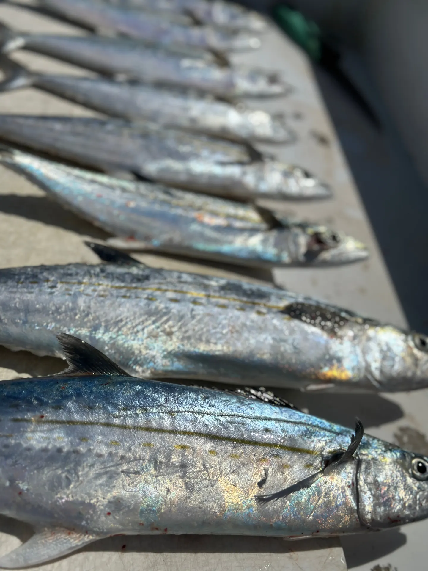 Cero mackerel caught aboard Gulfstream Fishing in Key West