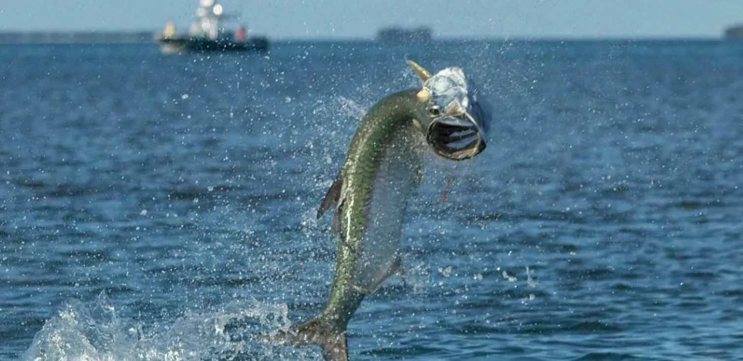 Ultimate Guide to Tarpon Fishing in Key West